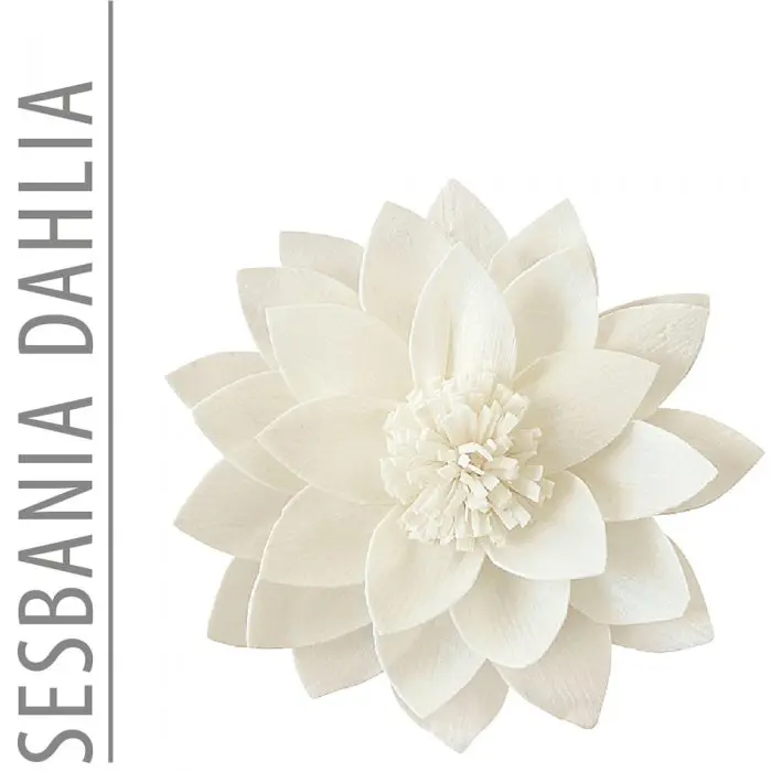 Sesbania Flower Dahlia