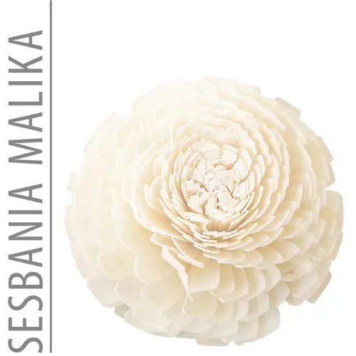 Sesbania Flower Malika